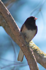 Junco hyemalis