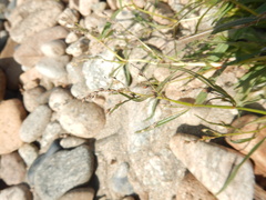 Aconogonon ajanense