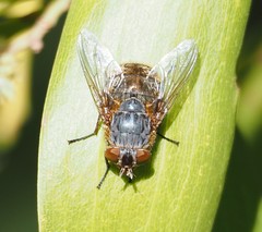 Calliphora hilli