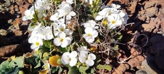 Arabis caucasica
