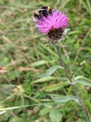 Centaurea debeauxii