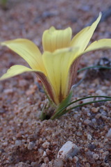 Romulea pearsonii