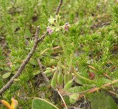 Pelargonium althaeoides