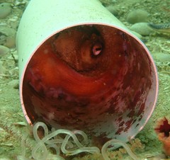Octopus pallidus