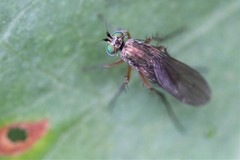 Poecilobothrus nobilitatus