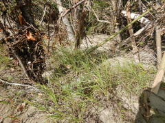 Bromus pumpellianus