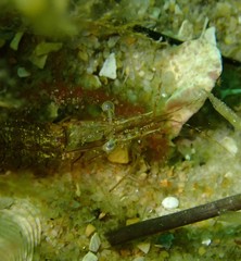 Palaemon intermedius