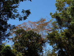 Terminalia microcarpa