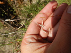 Bromus pumpellianus