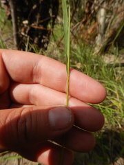 Bromus pumpellianus