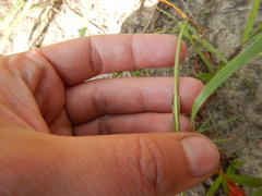 Bromus pumpellianus