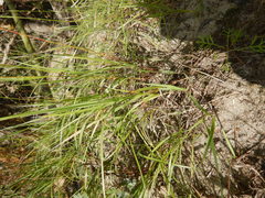 Bromus pumpellianus