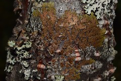 Melanohalea septentrionalis