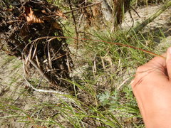 Bromus pumpellianus