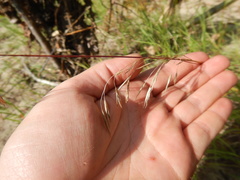 Bromus pumpellianus