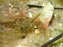 Palaemon intermedius