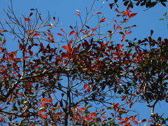Terminalia microcarpa