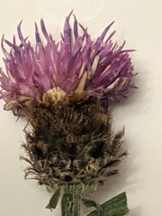 Centaurea debeauxii