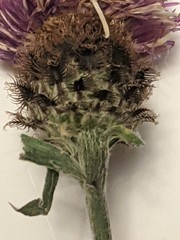 Centaurea debeauxii