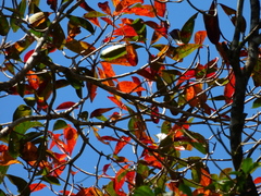 Terminalia microcarpa