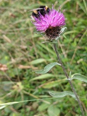 Centaurea debeauxii