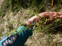 Artemisia borealis
