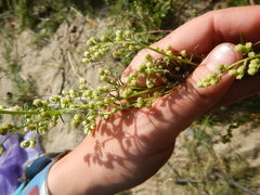 Artemisia borealis