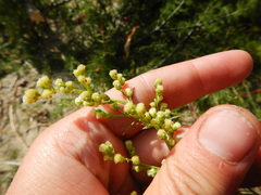 Artemisia borealis