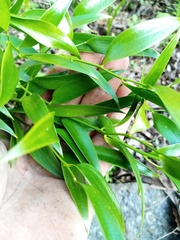 Danae racemosa