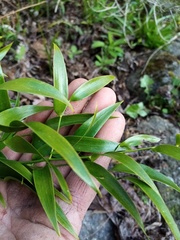 Danae racemosa