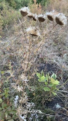 Cirsium ciliatum
