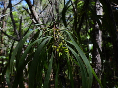 Persoonia falcata