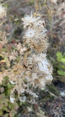 Cirsium ciliatum