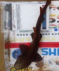 Haploblepharus fuscus