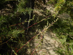Artemisia borealis