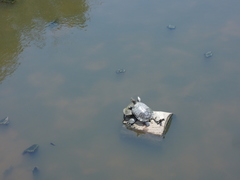 Trachemys scripta elegans