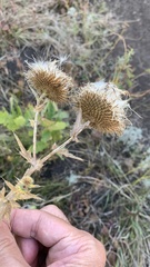 Cirsium ciliatum