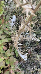 Cirsium ciliatum