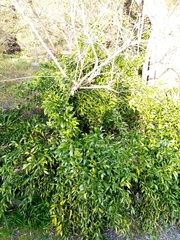 Danae racemosa