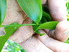 Danae racemosa