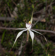 Caladenia rigida
