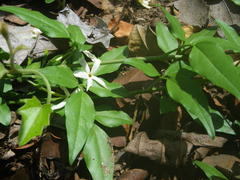 Jasminum fluminense fluminense