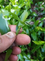 Danae racemosa