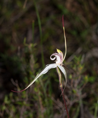 Caladenia rigida
