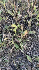 Plantago urvillei