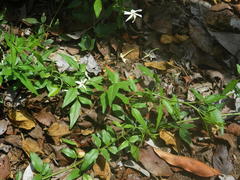 Jasminum fluminense fluminense