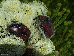 Trichostetha capensis capensis