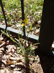 Senecio consanguineus