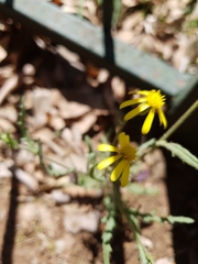 Senecio consanguineus