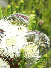 Trichostetha capensis capensis
